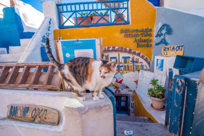 希腊圣托里尼岛亚特兰蒂斯书店前的一只猫