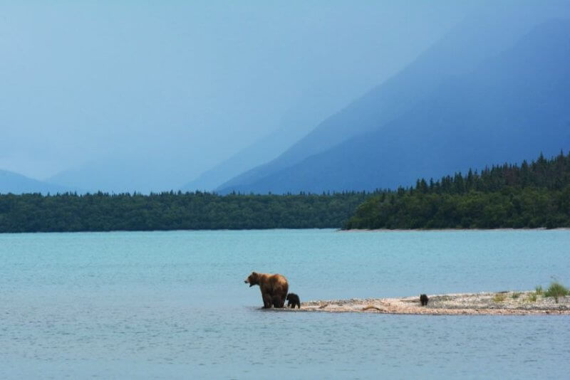 熊在湖里