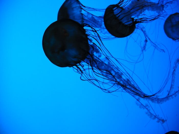 新英格兰水族馆的水母