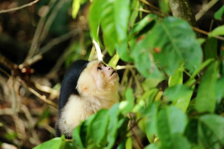 曼努埃尔·安东尼奥国家公园树上的小猴子