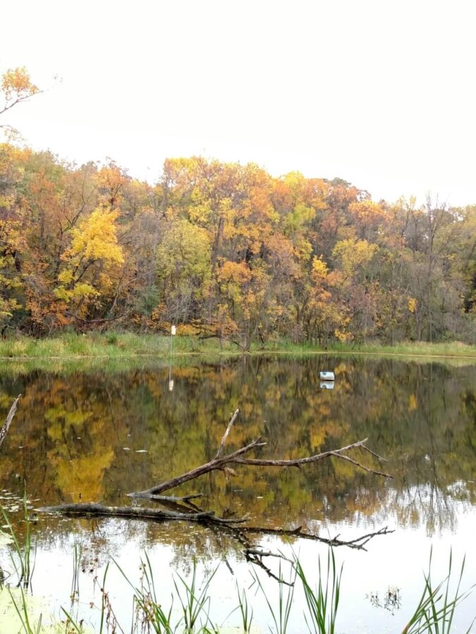 湖和秋天的树