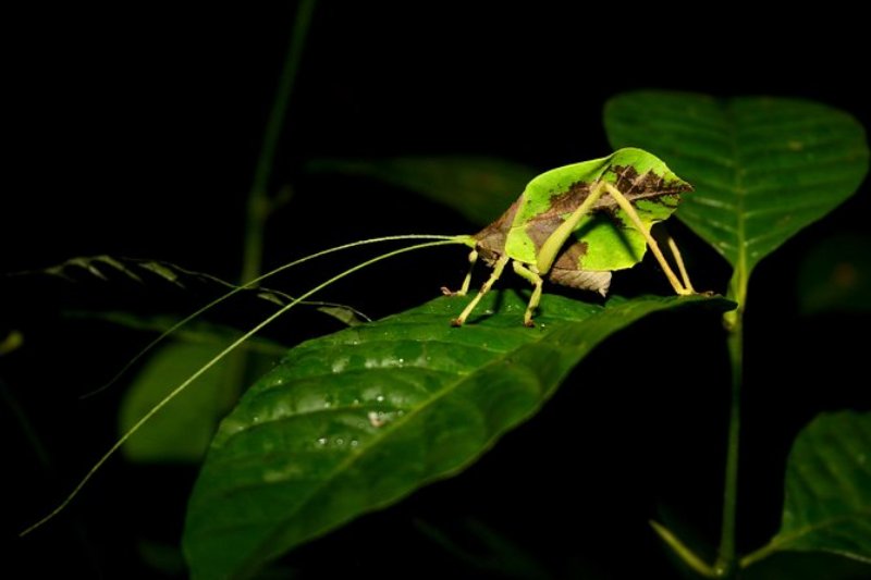 哥斯达黎加的昆虫