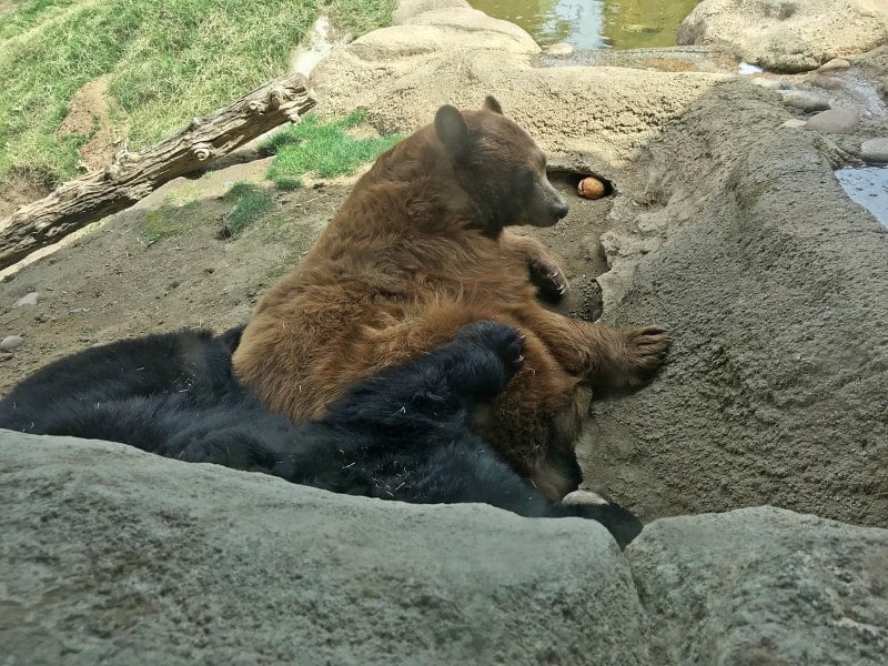 熊在加利福尼亚地区生活博物馆