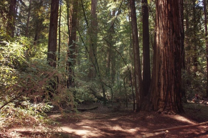 阿姆斯壮红杉州立自然保护区的高大树木