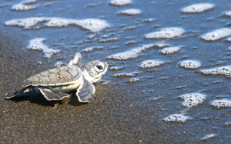 托图盖罗国家公园的小海龟