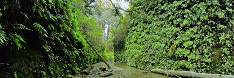 蕨类植物峡谷循环在红杉国家公园中