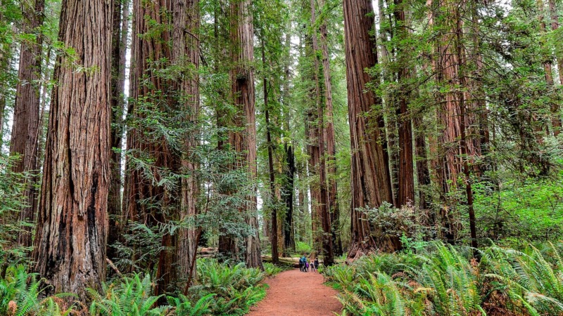 一片巨大的红杉树林在红杉国家公园